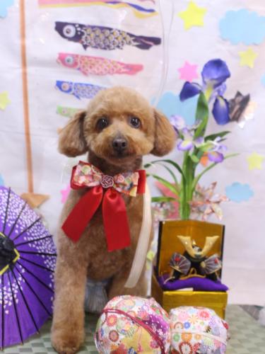 20240511チョコちゃん